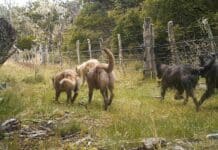 “El problema de los perros asilvestrados está terminando con la producción bovina en Tierra del Fuego”