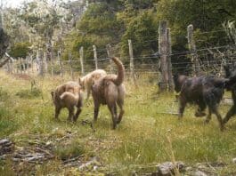 “El problema de los perros asilvestrados está terminando con la producción bovina en Tierra del Fuego”