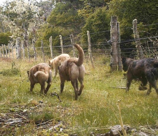 “El problema de los perros asilvestrados está terminando con la producción bovina en Tierra del Fuego”
