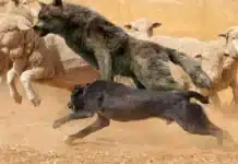 “Hay 14000 perros sueltos, castrar 200 o 2000 es casi insignificante”