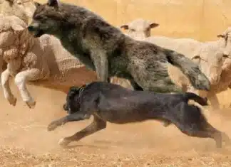 “Hay 14000 perros sueltos, castrar 200 o 2000 es casi insignificante”