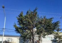 El vivero municipal de Rio Grande, continúa con el servicio de poda para vecinos y vecinas de la ciudad