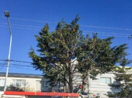 El vivero municipal de Rio Grande, continúa con el servicio de poda para vecinos y vecinas de la ciudad