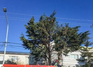 El vivero municipal de Rio Grande, continúa con el servicio de poda para vecinos y vecinas de la ciudad