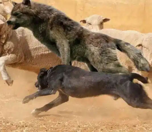 Desde la Rural le piden al Gobierno “decisión política” sobre la problemática de los perros salvajes