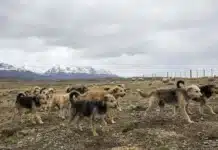 Advierten sobre el fuerte impacto de los perros sueltos en la biodiversidad y la salud de Ushuaia