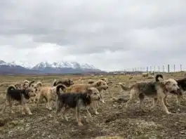 Advierten sobre el fuerte impacto de los perros sueltos en la biodiversidad y la salud de Ushuaia