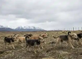 Advierten sobre el fuerte impacto de los perros sueltos en la biodiversidad y la salud de Ushuaia