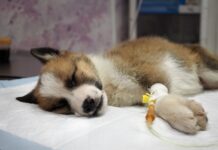 Hasta el 30 de octubre se pueden comprar las rifas para ayudar a siete perros con moquillo