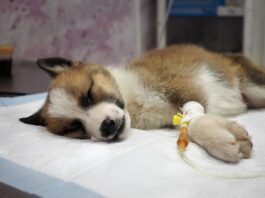 Hasta el 30 de octubre se pueden comprar las rifas para ayudar a siete perros con moquillo