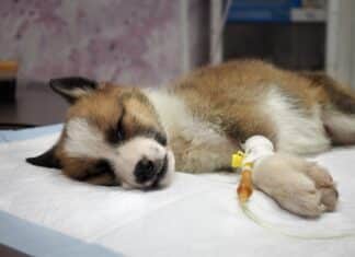 Hasta el 30 de octubre se pueden comprar las rifas para ayudar a siete perros con moquillo